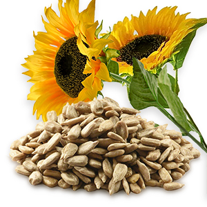 Sunflower seeds peeled